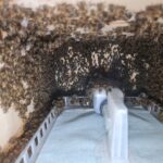 Varroa Behandlung